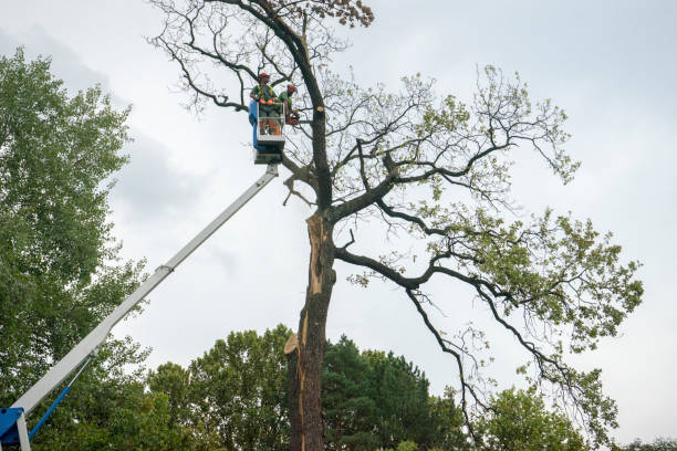 Idalou, TX Tree Care Company